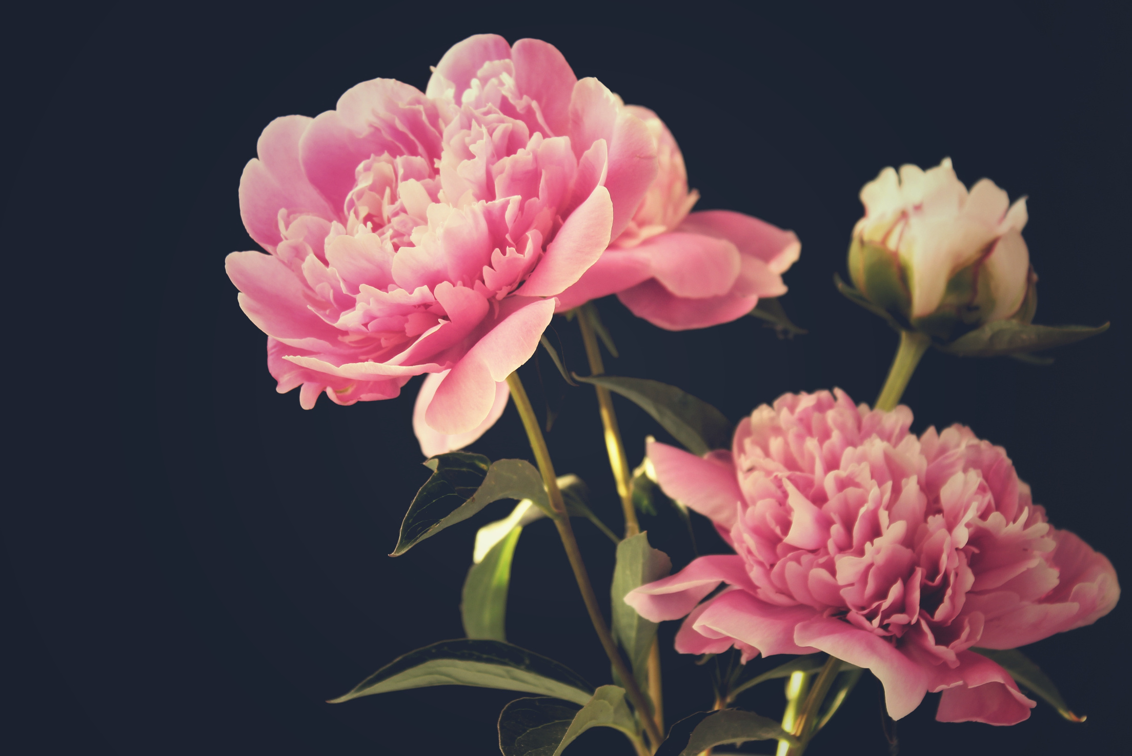 Peony Flowers in the Garden