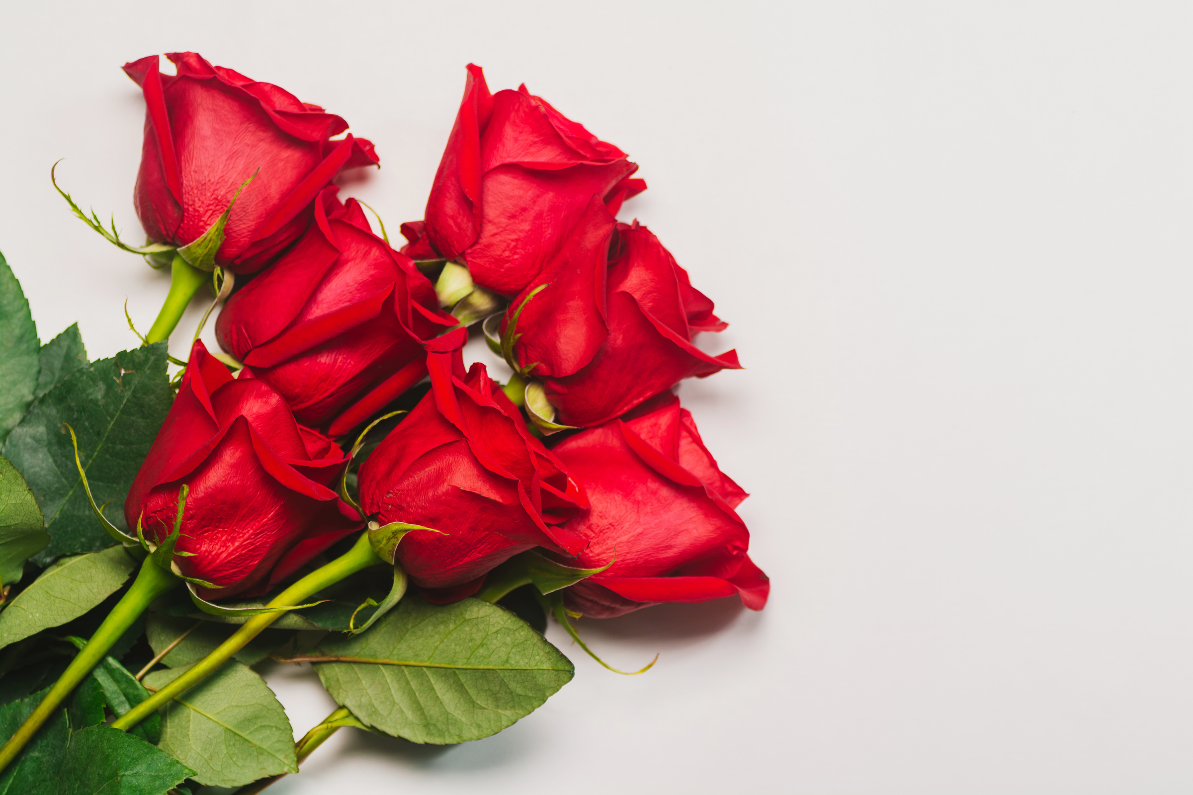 Bunch of red roses on white background