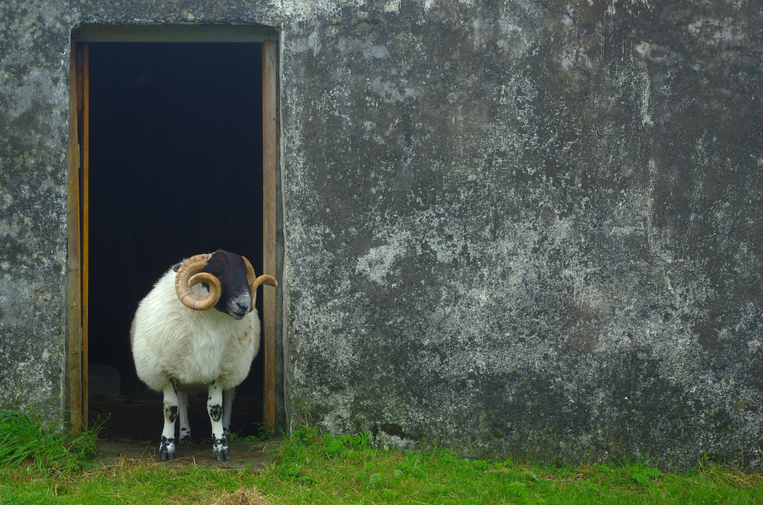 Sheep in Nature