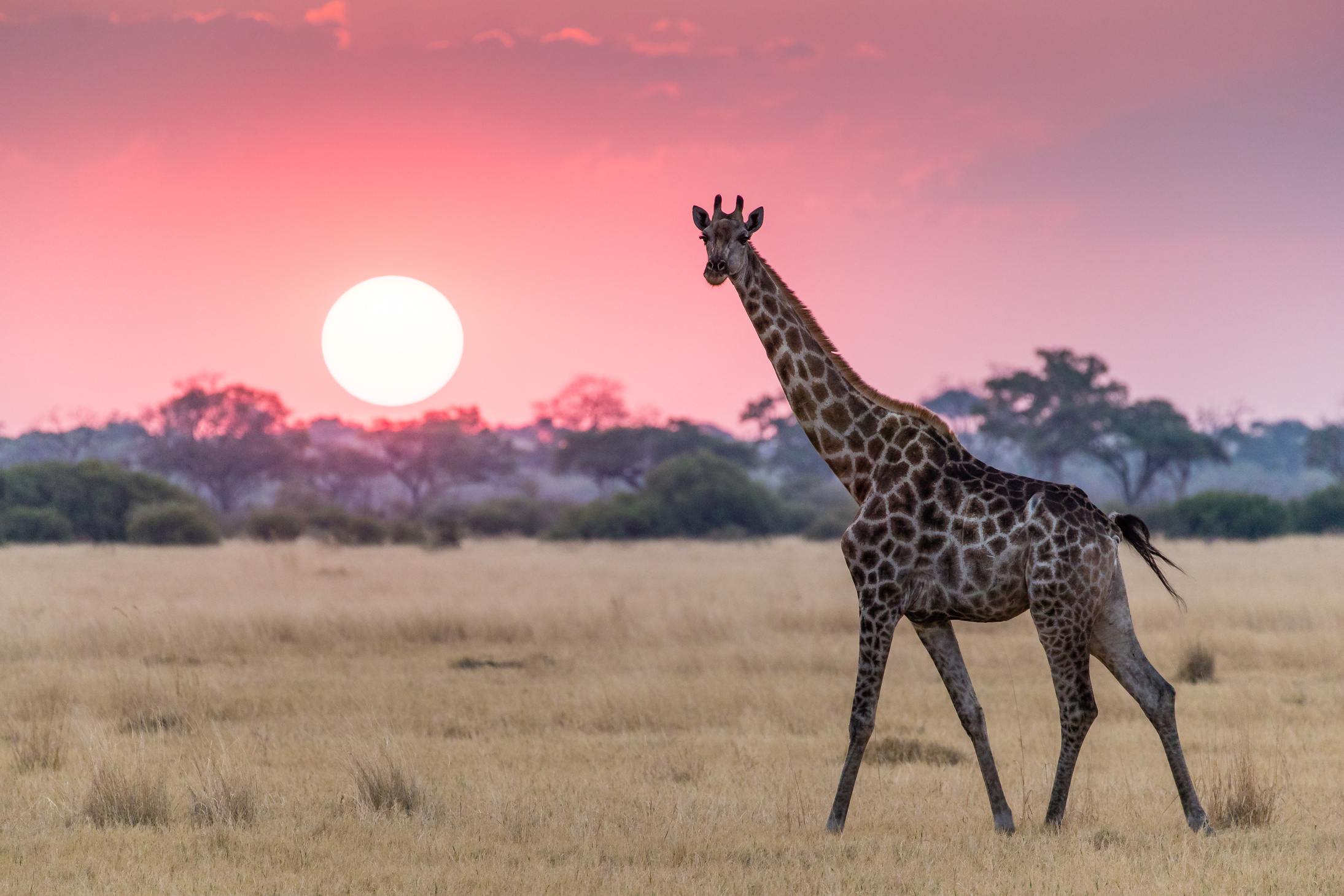 giraffe walking and looking at the camera at sunset in Savuti, Botswana