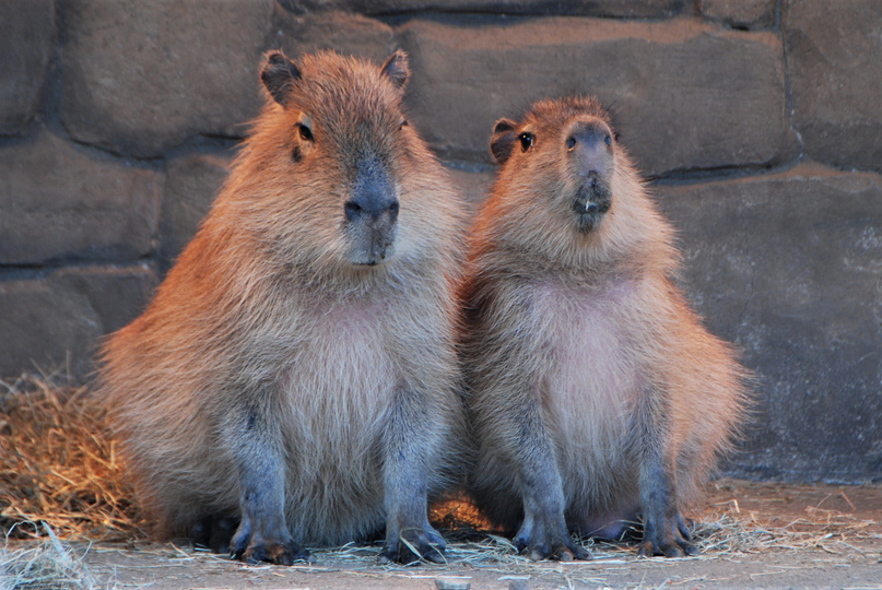 A close-up photo of a large murid capybara