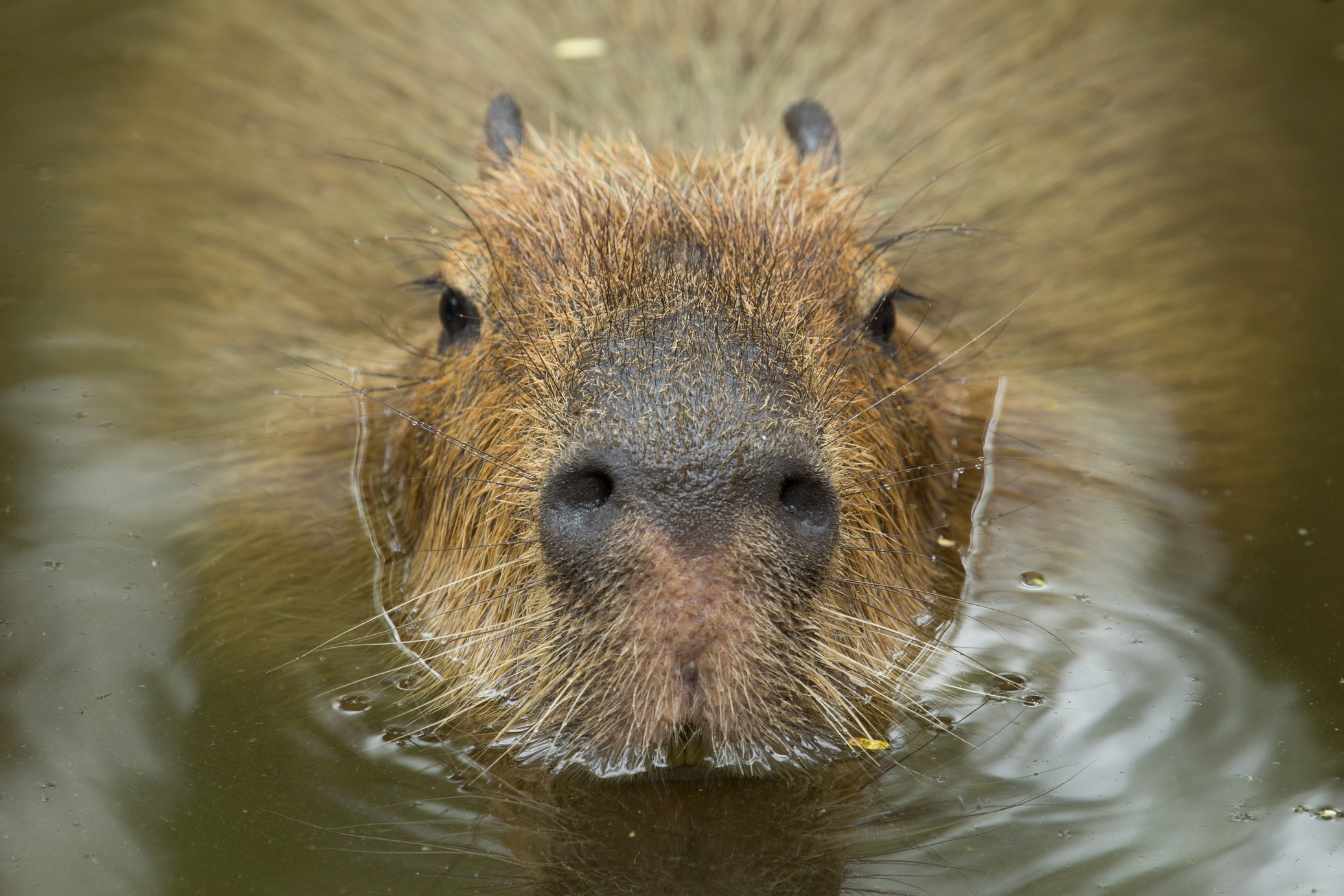 Capybara