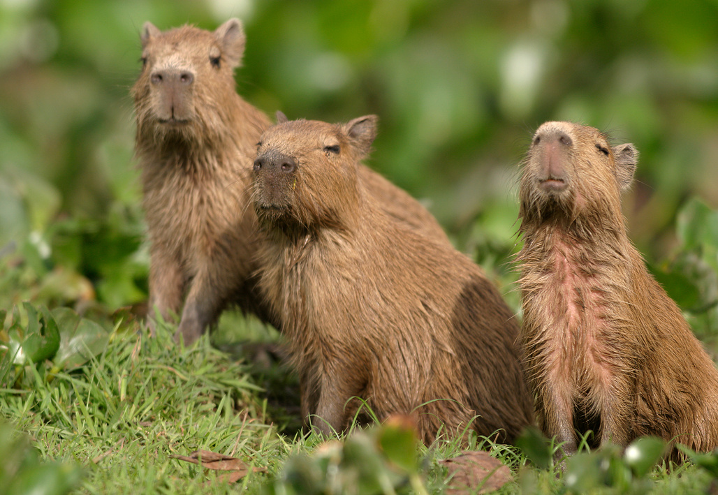 Capybara