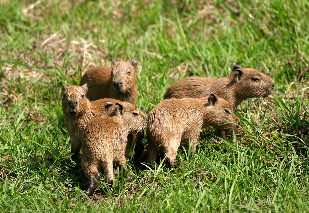 Capybara