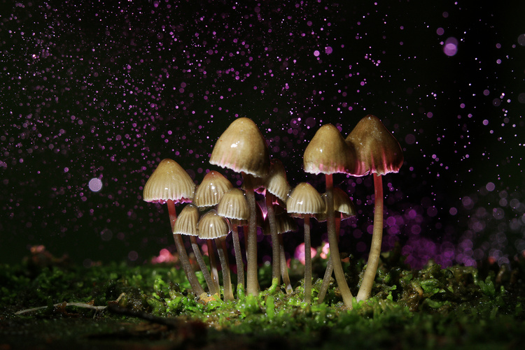 Small Poisonous Mushrooms Toadstool Group Psilocybin