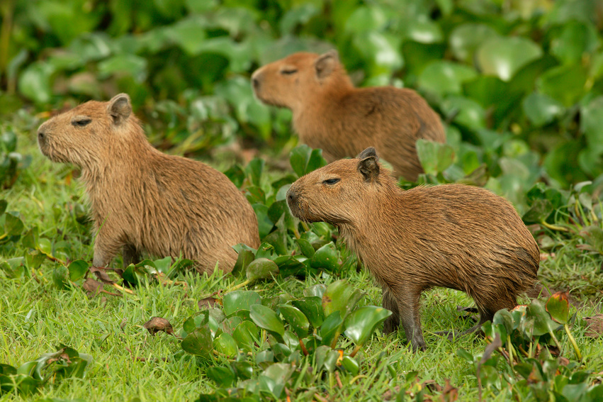 Capybara