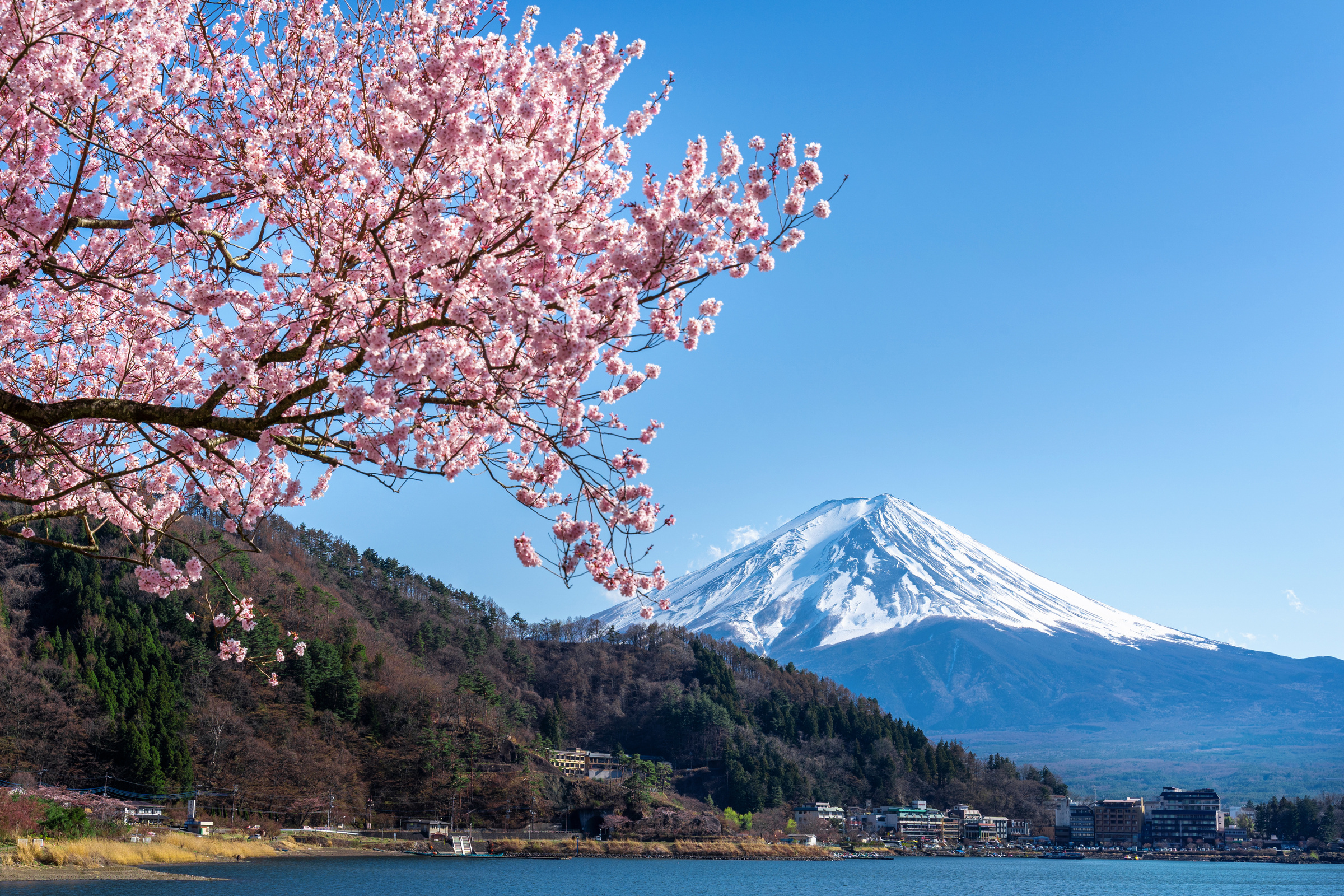 Fuji mountain and cherry blossoms in spring, Japan.