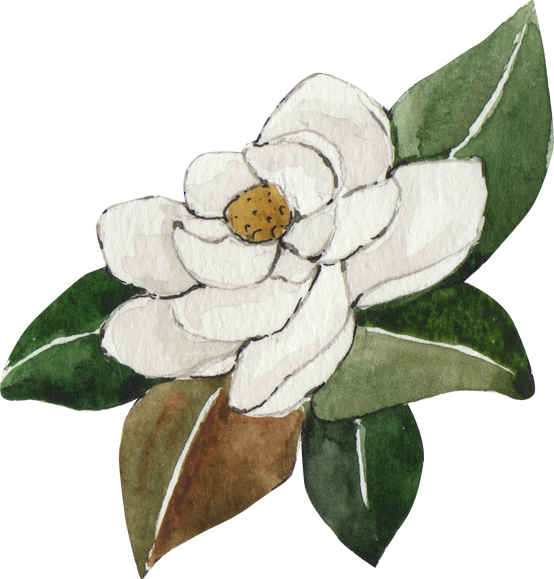 Watercolor Magnolia Flower Illustration