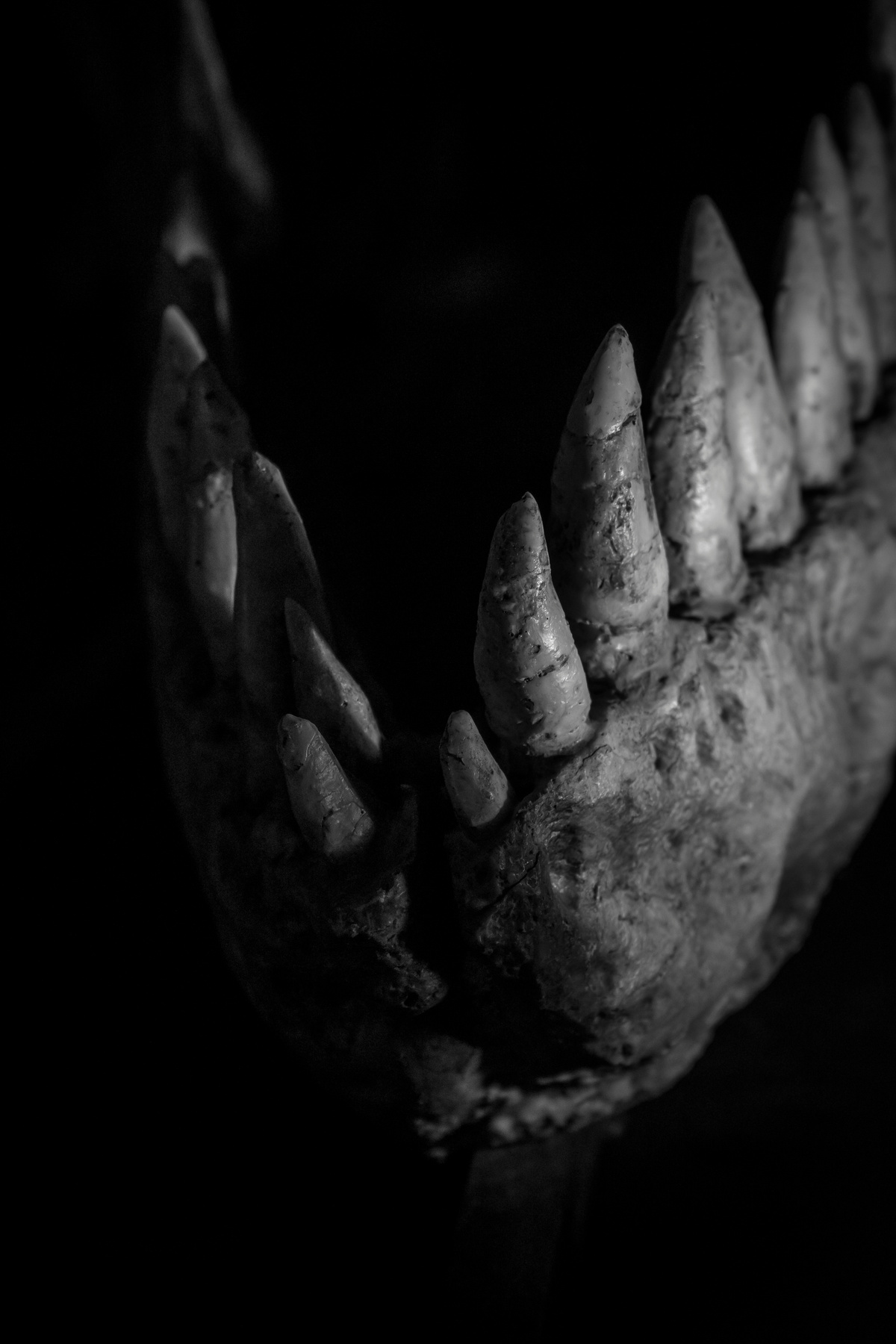 Dinosaur Bones Detail