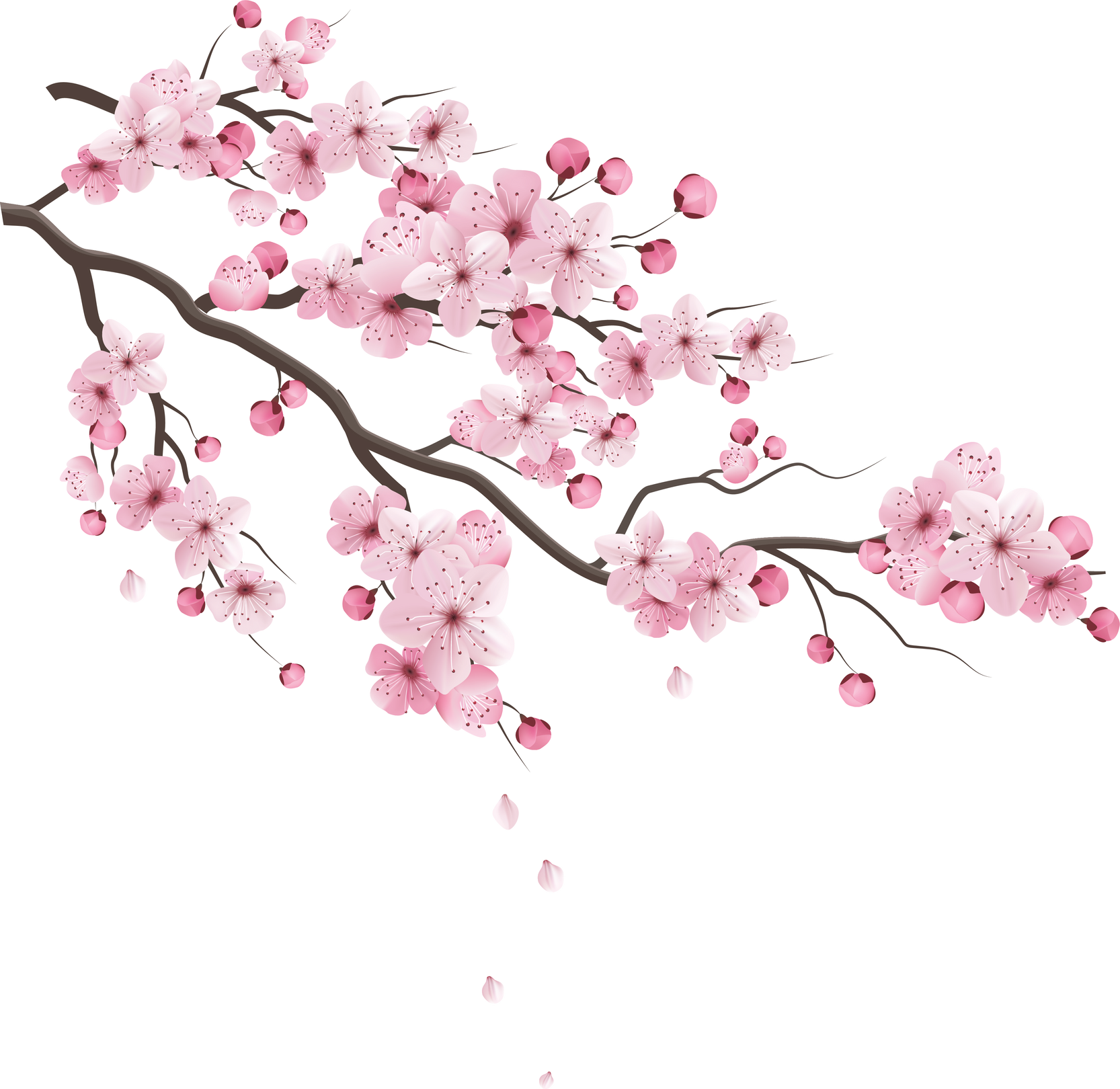 anh đào Cherry Blossoms 