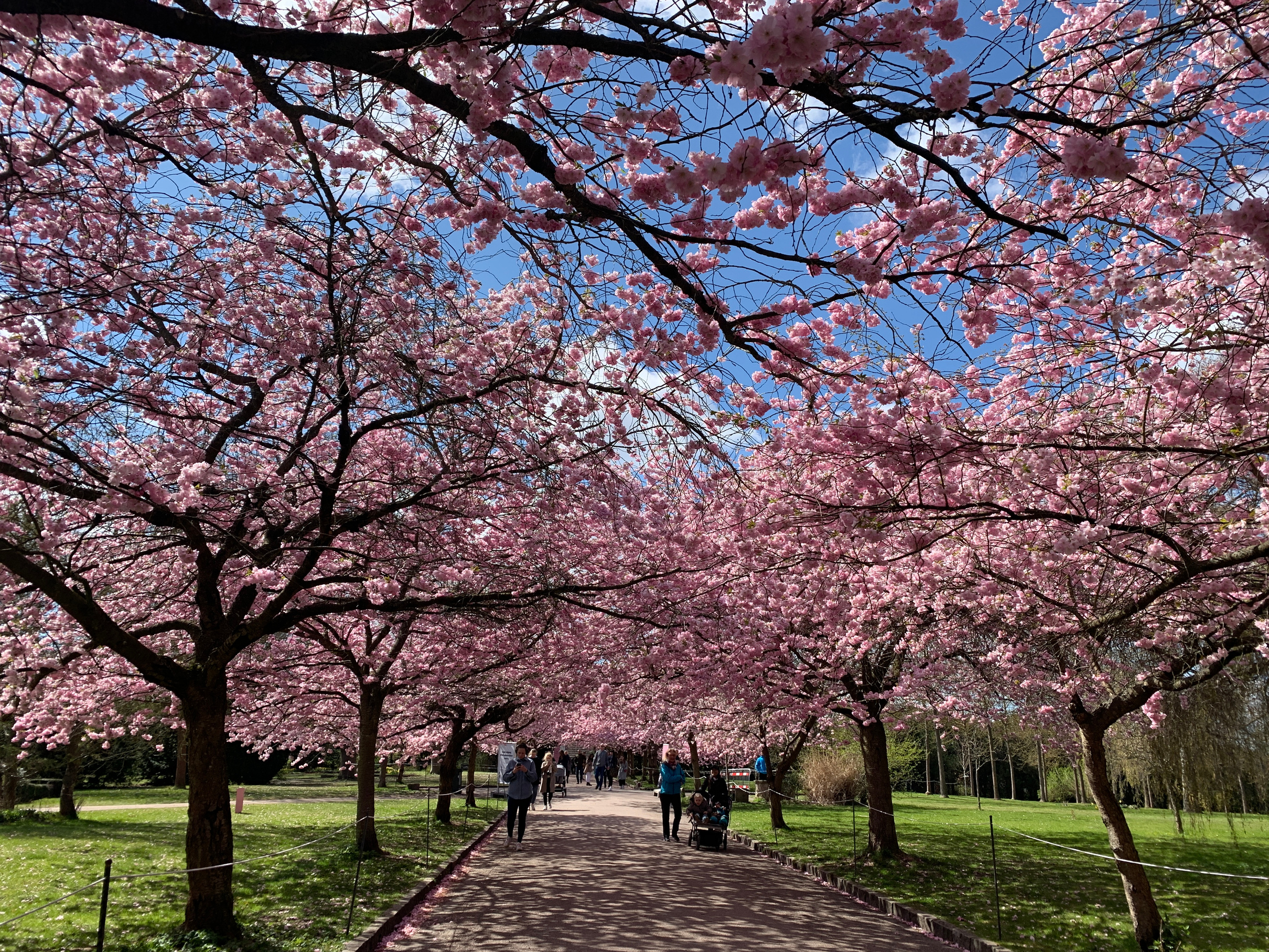 Cherry Blossom Trees