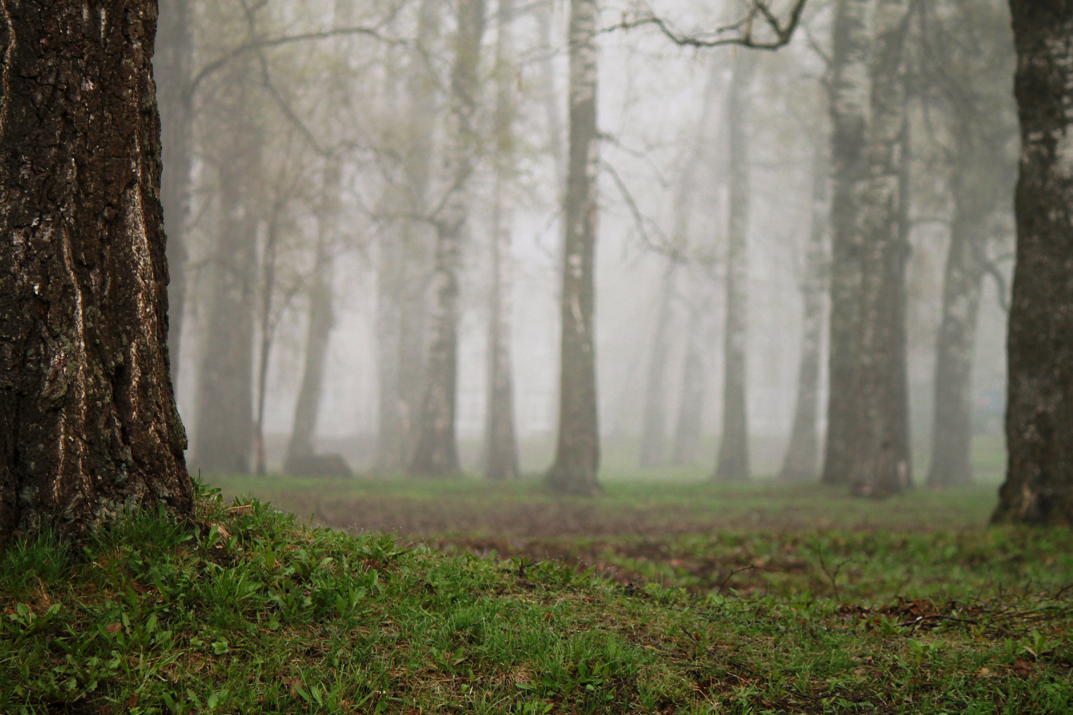 Foggy morning in the park