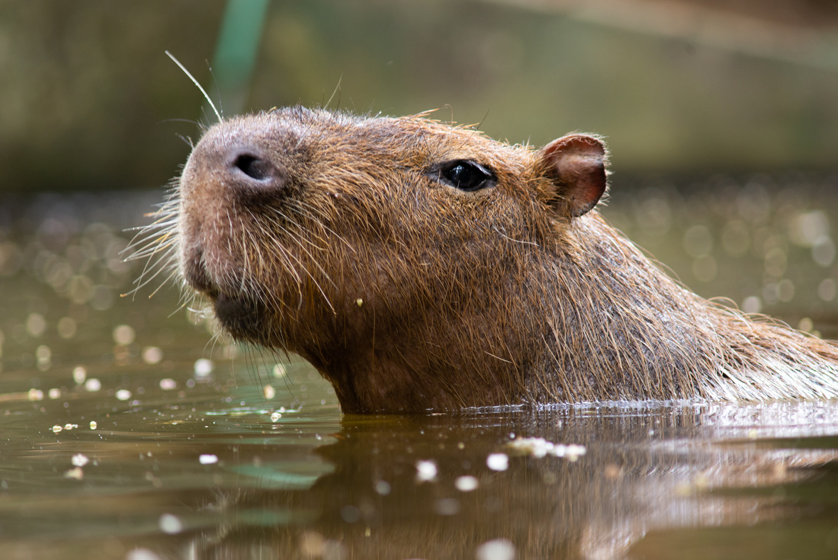 capybara