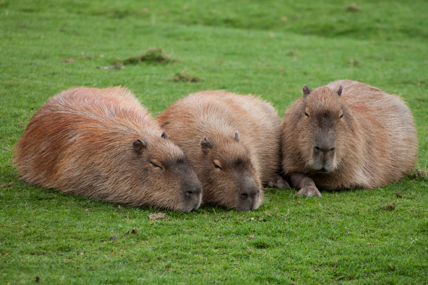 Capybara